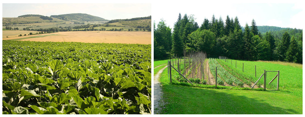 Ekstenzivna (levo) in intenzivna obdelava zemljišč (desno)