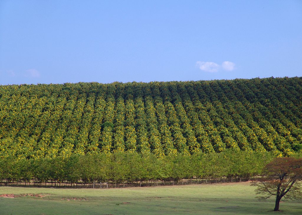 Plantaža agrumov - specializirana pridelava