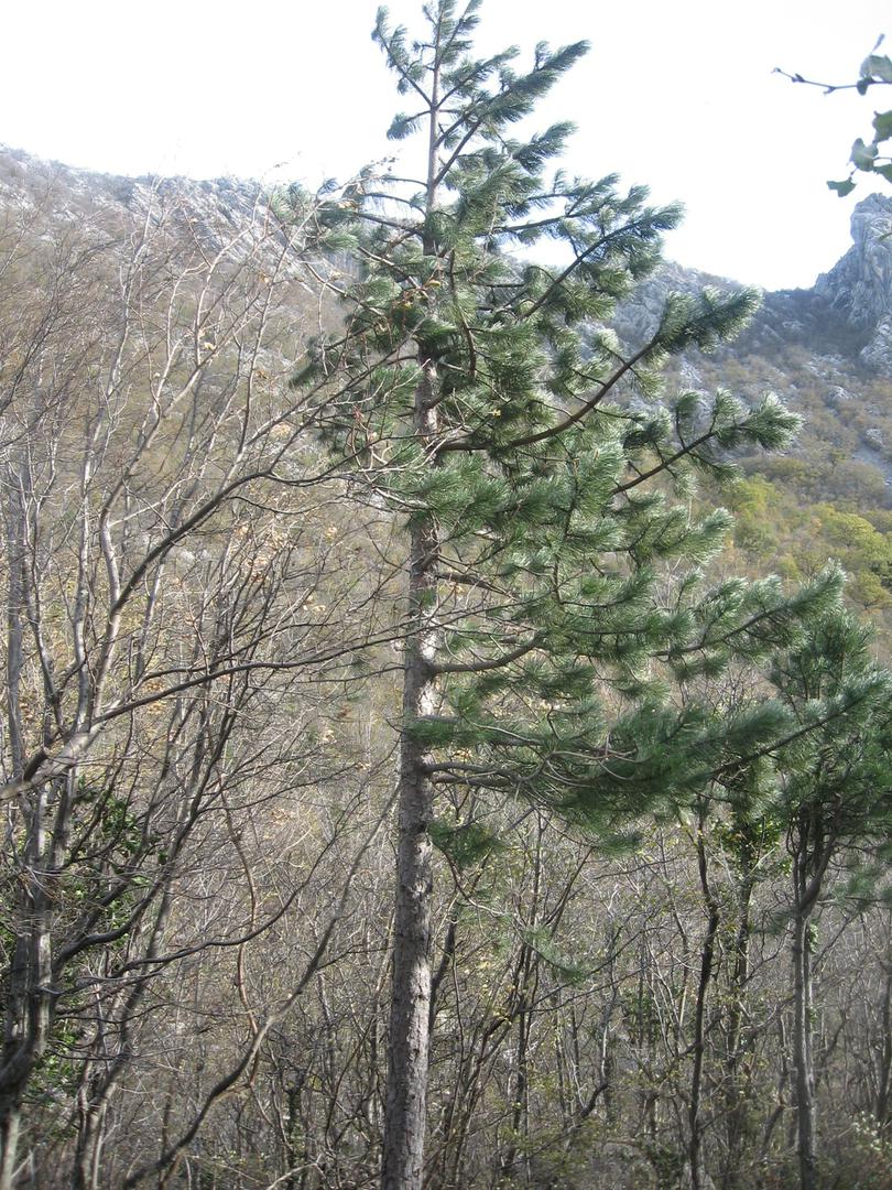 Veje zaradi burje rastejo samo v eno smer