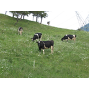 IMG_1758.JPG<>Pašna živinoreja