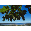 Slika_42_Figa.JPG<>Figa