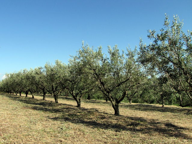 Oljka