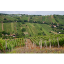 Slika_6.jpg<>Lendavske gorice