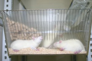 Strupenost snovi se ugotavlja tudi s poskusi na podganah