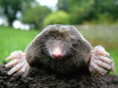 Krt (ang. mole)