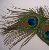 Pavova peresa