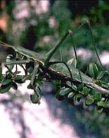 Kobilica