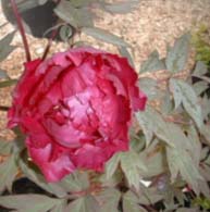 Peonija 
