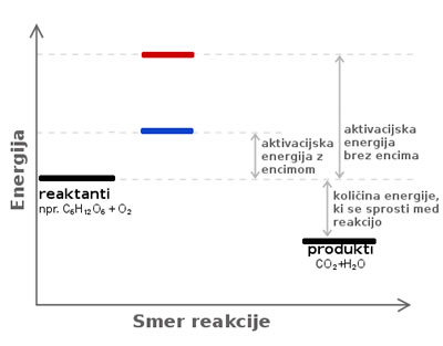 Vpliv encima na kemijsko reakcijo