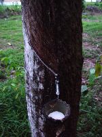 Zbiranje lateksa iz kavčukovca (Hevea brasiliensis)