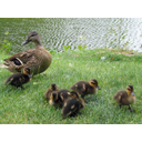 ducks-animals.jpg<>