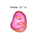 eritrociti.png<>ERITROCITI