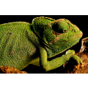 kameleon_oko.jpg<>