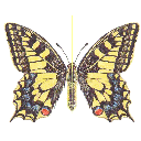metulj.gif<>