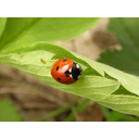 05.1.jpg<>Pikapolonica, kot bi jo videli z lupo z 2-kratno povečavo.