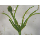 0305_alga_zelena_chara_vulgaris.jpg<>Predstavnik alg: hara