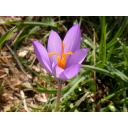 0309_zafran.jpg<>Žafran