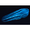 Zooplankton2.jpg<>Živalski plankton