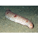 0306_brizgac.jpg<>Nekaterim brizgačem zaradi specifične oblike pravimo tudi morske kumare.