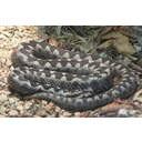 0306_modras.jpg<>Modras (na sliki) ter navadni in laški gad so naše edine vrste strupenih kač.
