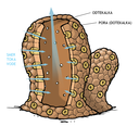 0306_spuzva_ts_shema.png<>Zgradba spužve
