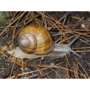 0313_vrtni_polz.jpg<>Sluz in hišica mehkužca polža sta izloček povrhnjice. Hišica polža varuje pred napadalci in drugimi zunanjimi vplivi. Sluz polžu omogoča lažje premikanje po, zlasti suhi, podlagi.
