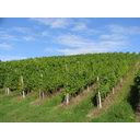 0401_vinograd.JPG<>Vinograd 