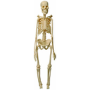 okostnjak.jpg<>skelet človeka
