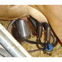 4852414e41204d4f4cc5bd41.jpg<>Molža krave