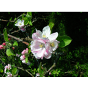 640px-Apple_tree_blossom.JPG<>spomladi cveti
