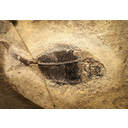 640px-Fossil_fish_Fur_Museum.jpg<>Fosil ribe v kamnu