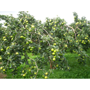 Apple_Tree._-_geograph.org.uk_-_556176.jpg<>lahko zraste nova jablana.
