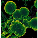 575px-Neutrophil_and_Methicillin-resistant_Staphylococccus_aureus_(MRSA)_Bacteria.jpg<>Bakterije