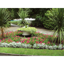 640px-Plants,_Hesketh_Park_2.JPG<>Rastline si hrano proizvajajo same