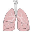 Lungs_diagram_simple.svg.png<>