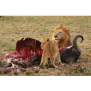 Male_Lion_and_Cub_Chitwa_South_Africa_Luca_Galuzzi_2004.JPG<>Mesojedec