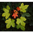 530px-Maple_leaves.jpg<>