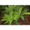 640px-Blechnum_discolor_-_crown_fern.jpg<>Praprot