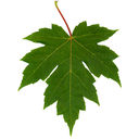 Freeman_maple_leaf.jpg<>Še nekaj pogostih dreves pri nas: javor - list