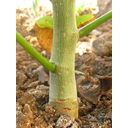 Jatropha_hybrid_-_Stem_(110_DAS)_(4594962925).jpg<>
