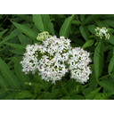 Sambucus_ebulus_001.jpg<>Bezeg: listi in cvetovi