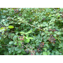 navadna_robida.jpg<>Navadna robida z zrelimi plodovi