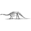 1024px-Brontosaurus_skeleton_1880s.jpg<>Brontozaver