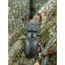 450px-Lucanus_cervus.jpg<>Hrošč