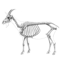 585px-Goat_anatomy_lateral_skeleton_view.jpg<>Koza