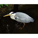 614px-Ardea_cinerea_-_Graureiher_-_Botanical_Garden_Cologne.jpg<>Siva čaplja