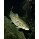 614px-Salmo_trutta.jpg<>Potočna postrv