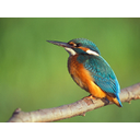 640px-Alcedo_atthis_2_(Lukasz_Lukasik).jpg<>Vodomec
