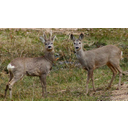 640px-Capreolus_capreolus_2_Jojo.jpg<>Srna