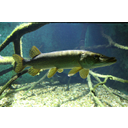 640px-Esox_hdm.JPG<>Ščuka